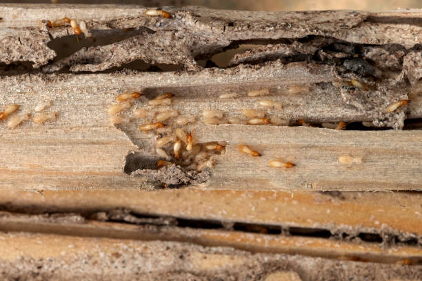 Best Bed Bug Extermination  in West Falmouth, MA